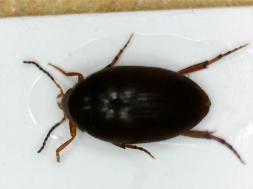 Nycteus meridionalis